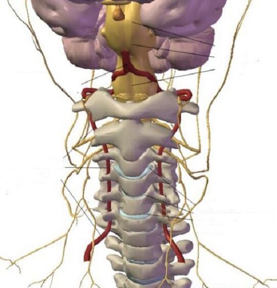 The structure of the cervical area